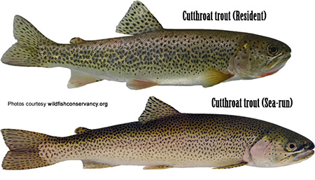 cutthroat